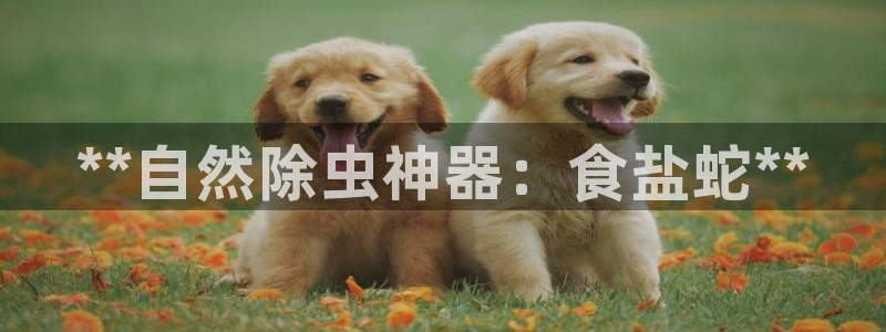 78mapp威九国际官网版