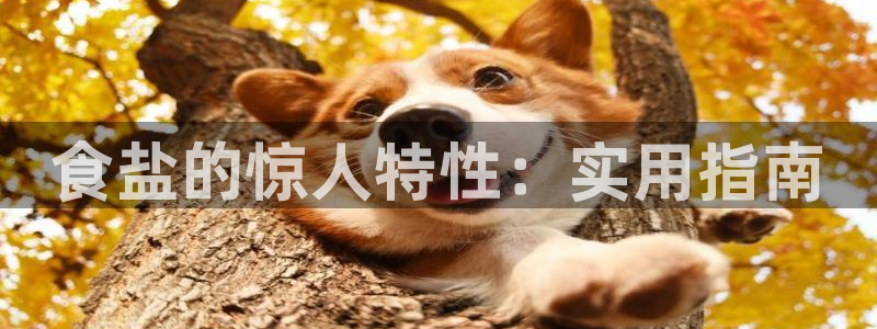 威九国际留学