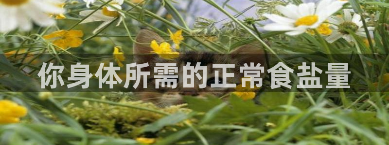 威九国际免费版